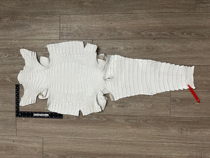 XL White Genuine Caiman Crocodile belly Hide Leather real alligator Croc 784