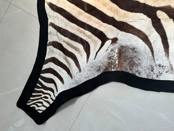 NEW JUMBO 10+ Foot Genuine African Burchells Zebra Rug Safari hair on Hide Skin