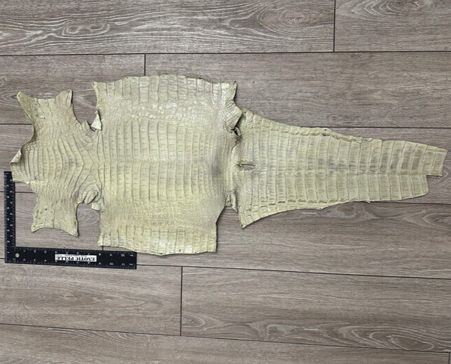 XL Sage Green Genuine Caiman Crocodile belly Hide Leather Skin real alligator 33