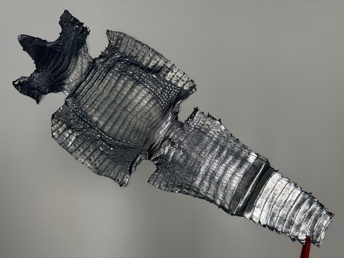 XL Silver on Blue Caiman Genuine Crocodile Hide Leather real alligator Croc 241