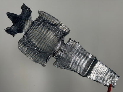 XL Silver on Blue Caiman Genuine Crocodile Hide Leather real alligator Croc 241