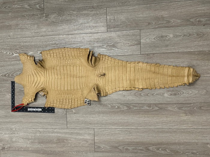 XL Tan Genuine Caiman Crocodile belly Hide Leather real alligator Croc 608