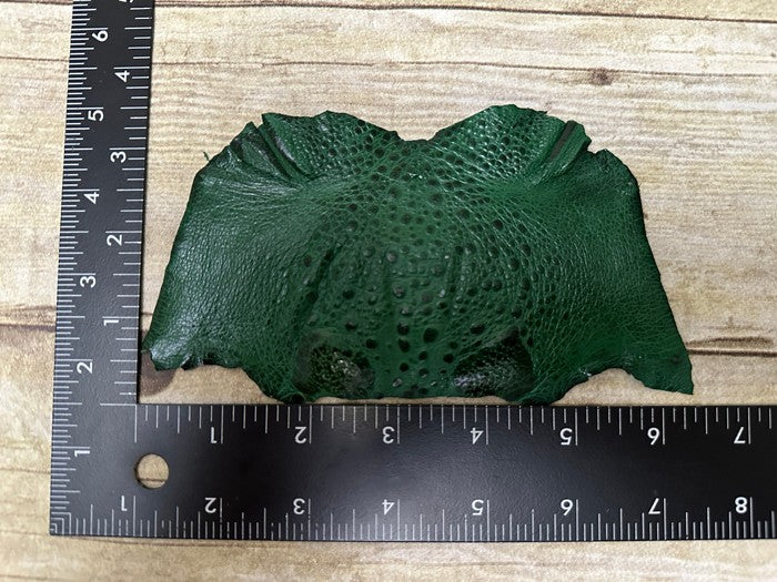 Green TOAD Hide Genuine Leather GLOSSY cane frog Exotic rana Skin Taxidermy 246