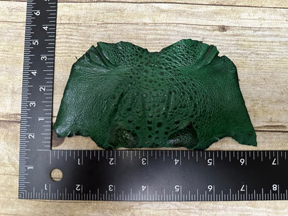 Green TOAD Hide Genuine Leather GLOSSY cane frog Exotic rana Skin Taxidermy 246