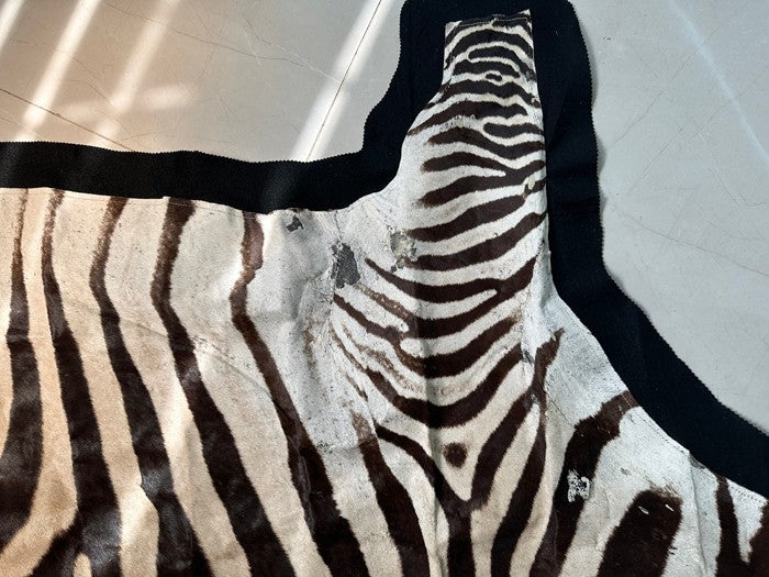 NEW JUMBO 10+ Foot Genuine African Burchells Zebra Rug Safari hair on Hide Skin