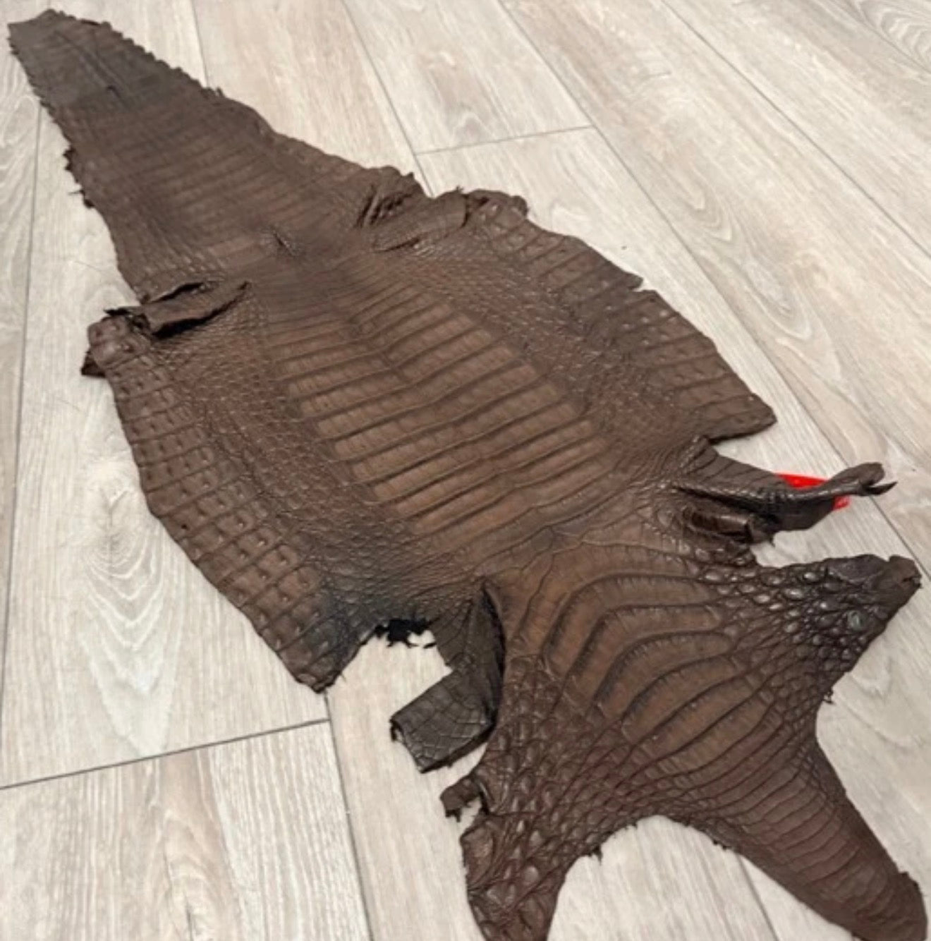 BROWN Genuine Caiman Crocodile belly Hide Leather Skin real alligator Croc 487