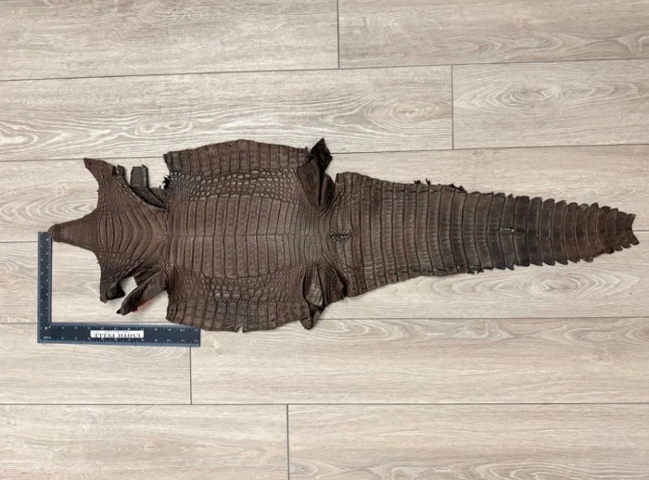 BROWN Genuine Caiman Crocodile belly Hide Leather Skin real alligator Croc 487