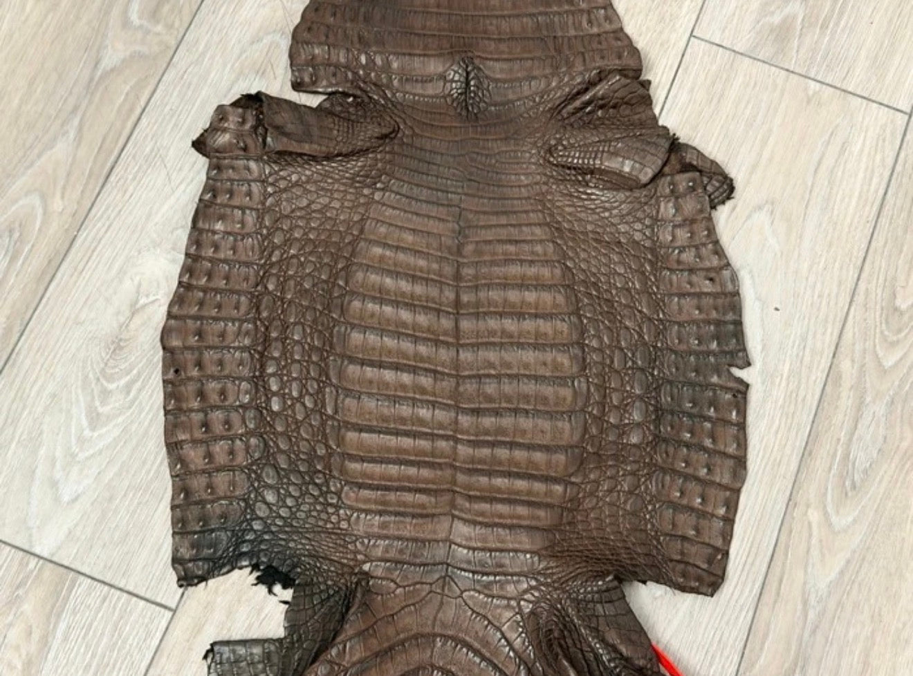 BROWN Genuine Caiman Crocodile belly Hide Leather Skin real alligator Croc 487