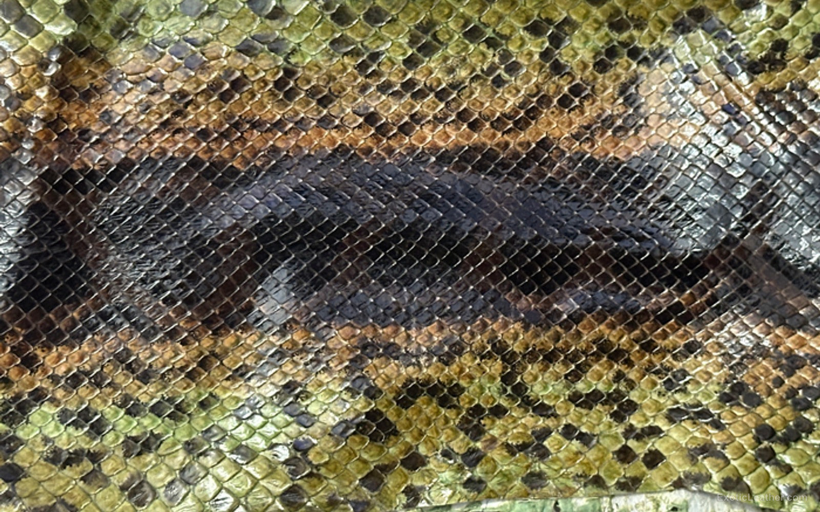 Genuine anaconda leather showing natural texture, pattern, and markings