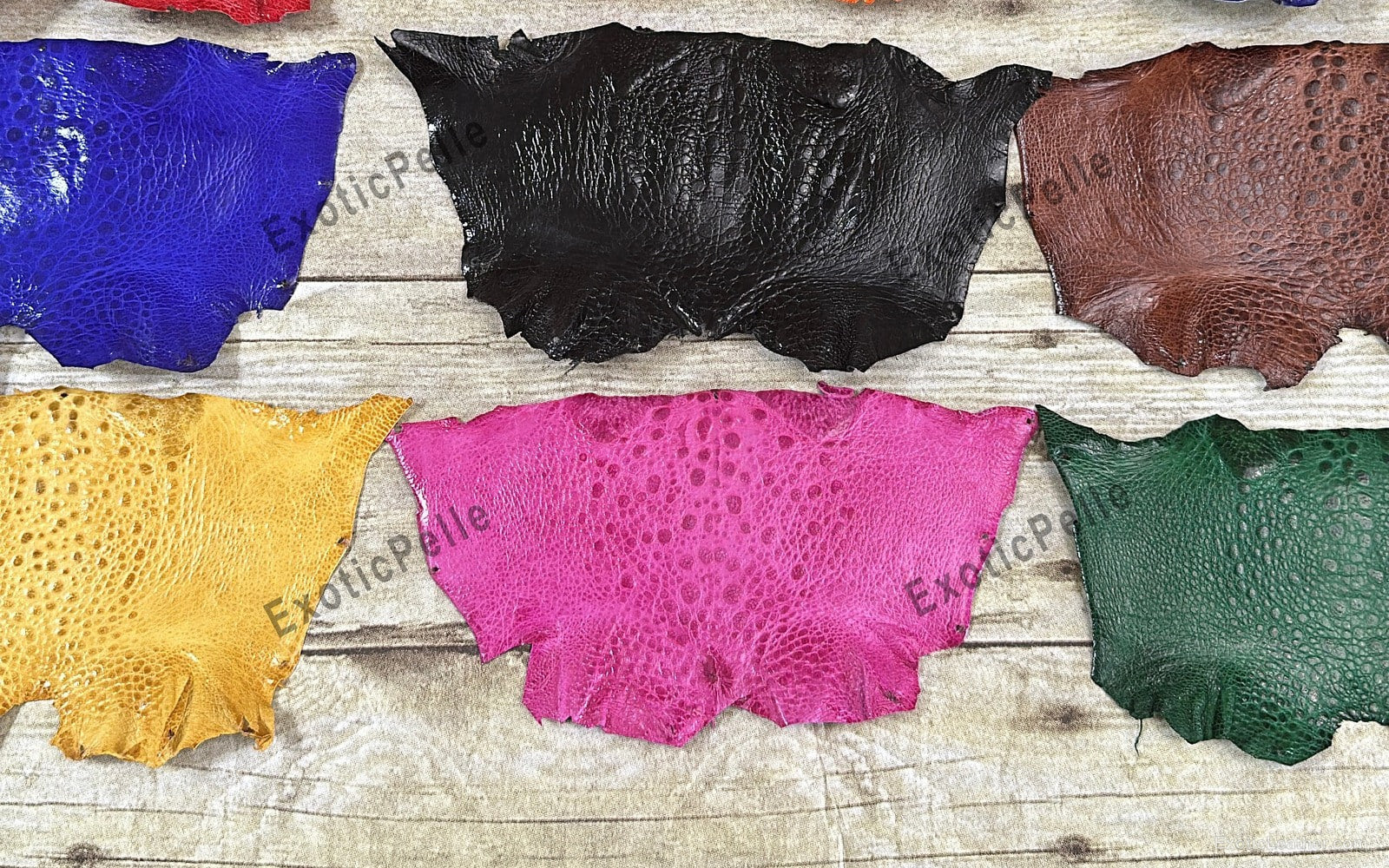 Genuine cane toad leather showing natural texture, pattern, and markings