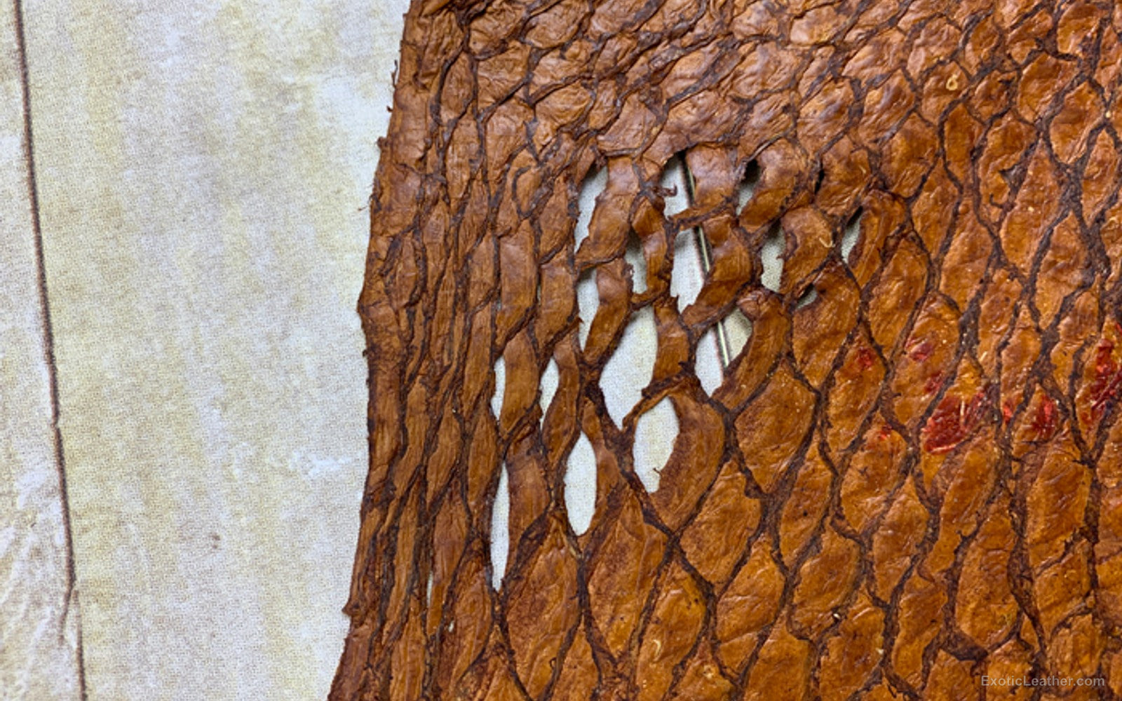 Genuine carp leather showing natural texture, pattern, and markings